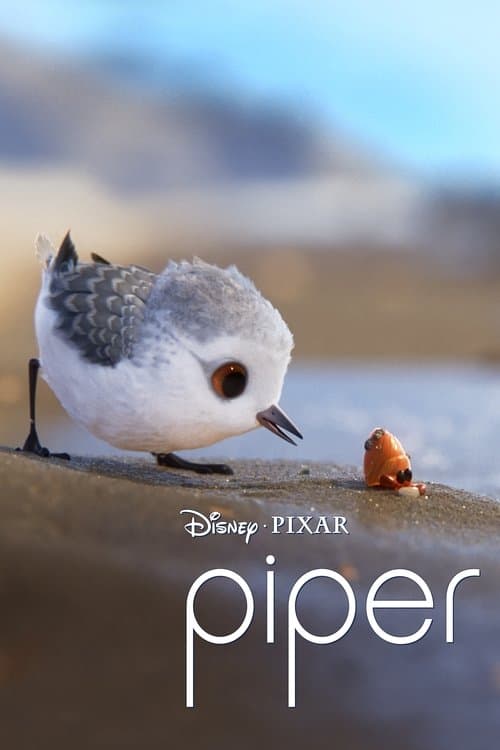 Piper posteri